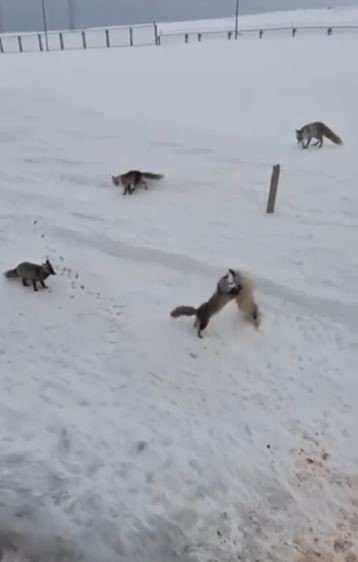 Ardahan&rsquo;da tilkilerin &rsquo;ekmek kavgası&rsquo; kamerada
