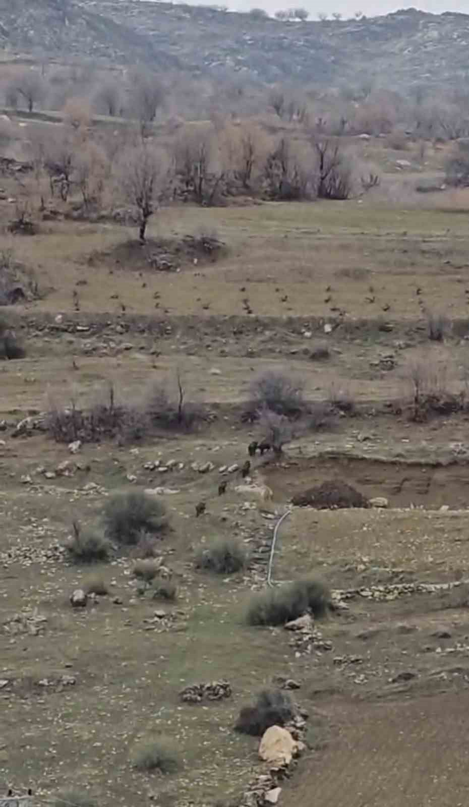 Diyarbakır’da domuz sürüsü yerleşim yerine indi