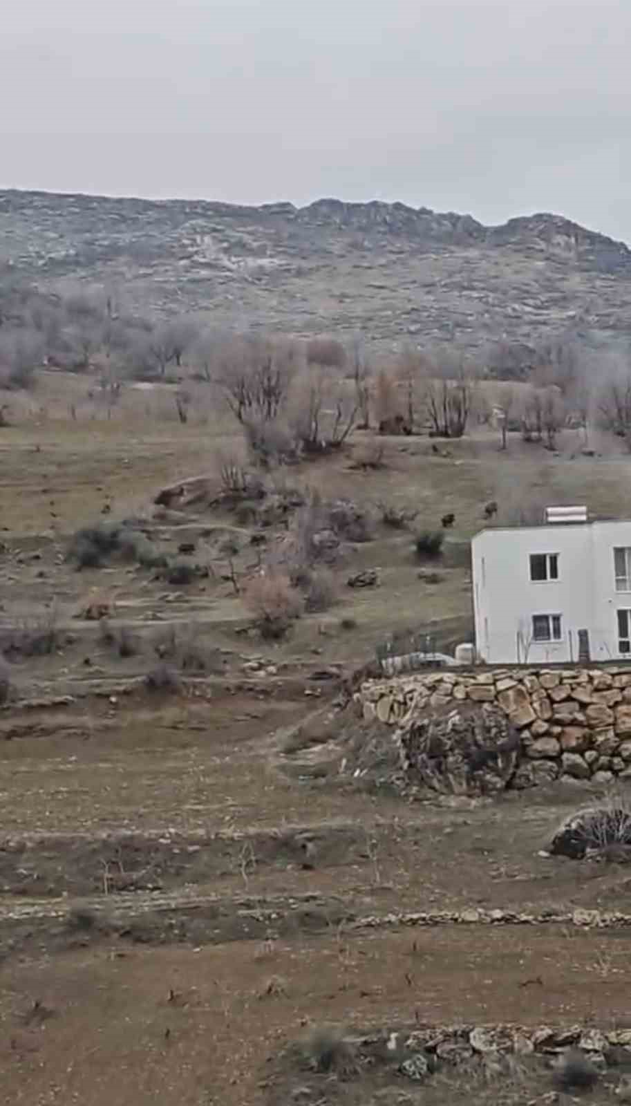 Diyarbakır&rsquo;da domuz s&uuml;r&uuml;s&uuml; yerleşim yerine indi
