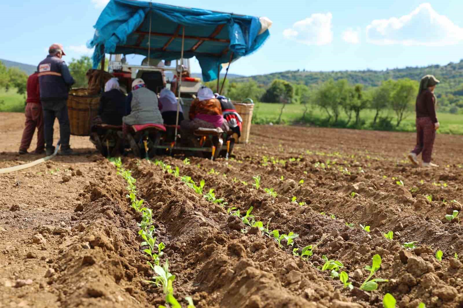 Başkan Tatık&rsquo;tan t&uuml;t&uuml;n firmalarına &rsquo;Alım takvimi a&ccedil;ıklayın&rsquo; &ccedil;ağrısı
