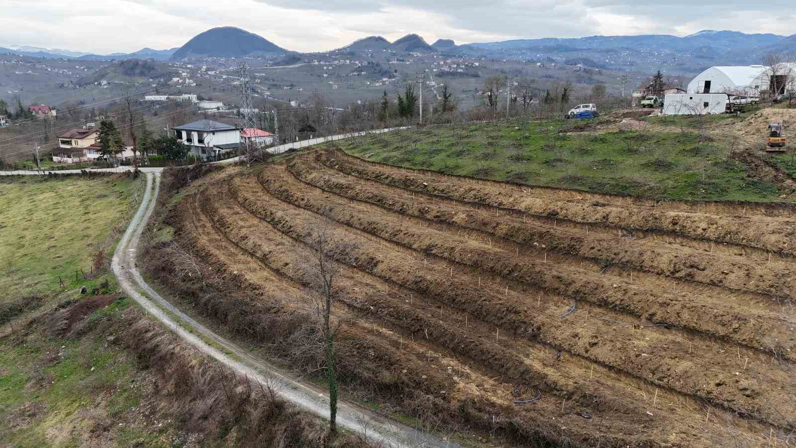 Ordu&rsquo;da fındıkta verimi arttırmak i&ccedil;in yeni teknikler
