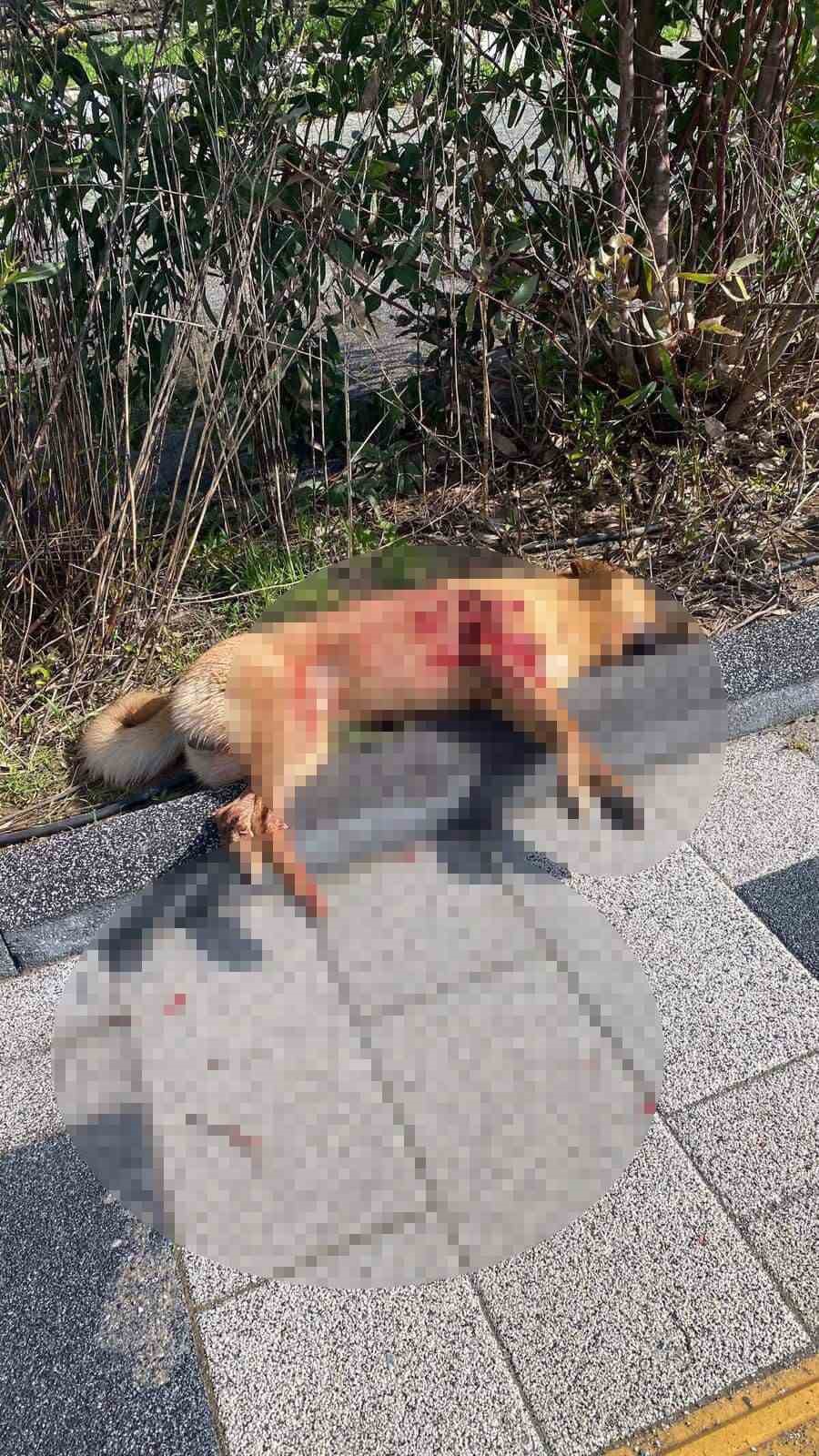 Bodrum&rsquo;da iki k&ouml;peğin silahla vurulduğu iddiası
