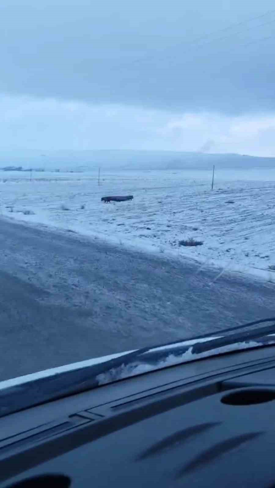 Adilcevaz’da domuz sürüsü görüntülendi