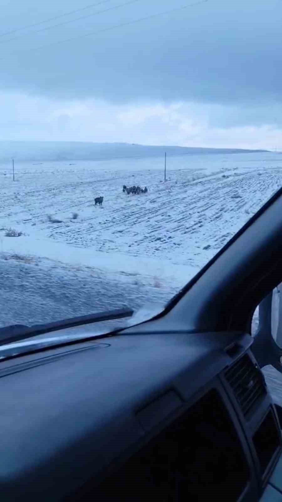 Adilcevaz&rsquo;da domuz s&uuml;r&uuml;s&uuml; g&ouml;r&uuml;nt&uuml;lendi
