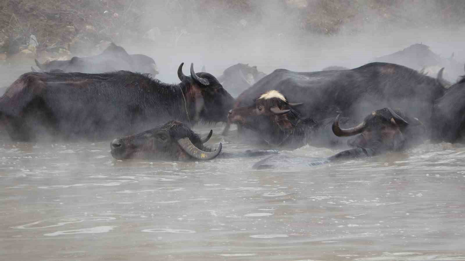 Manda ve atların kışın ortasında kaplıca keyfi