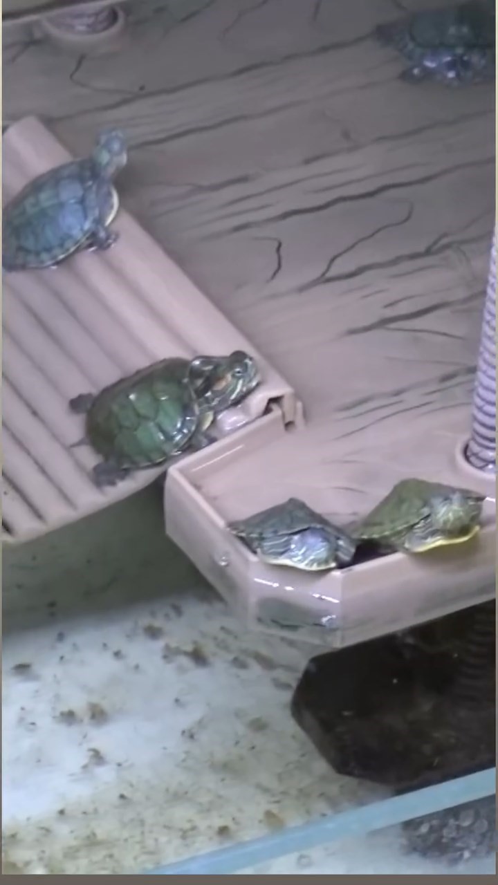 Bursa&rsquo;da kaplumbağa operasyonu
