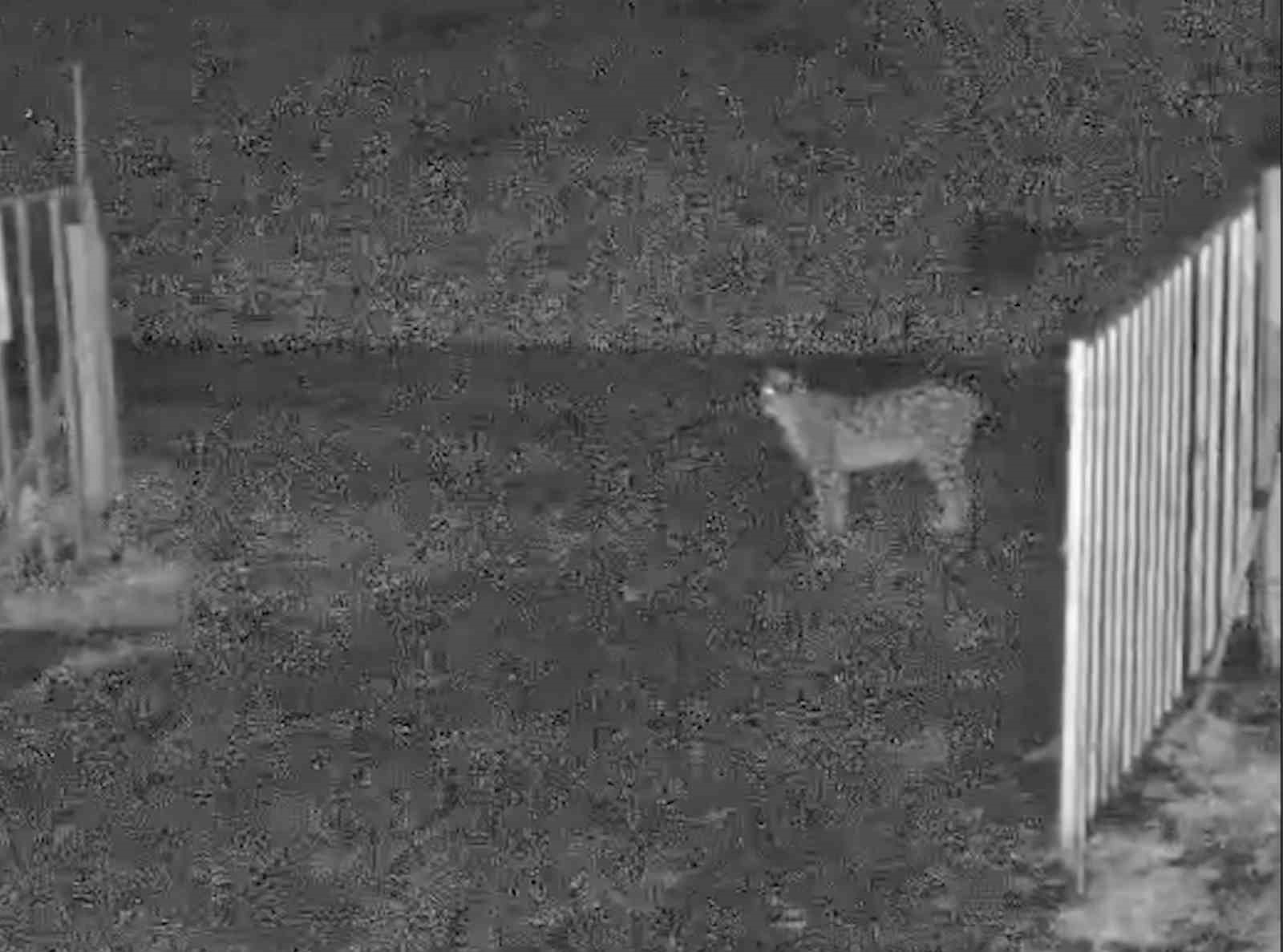 İlçe merkezine inen vaşak kamerada