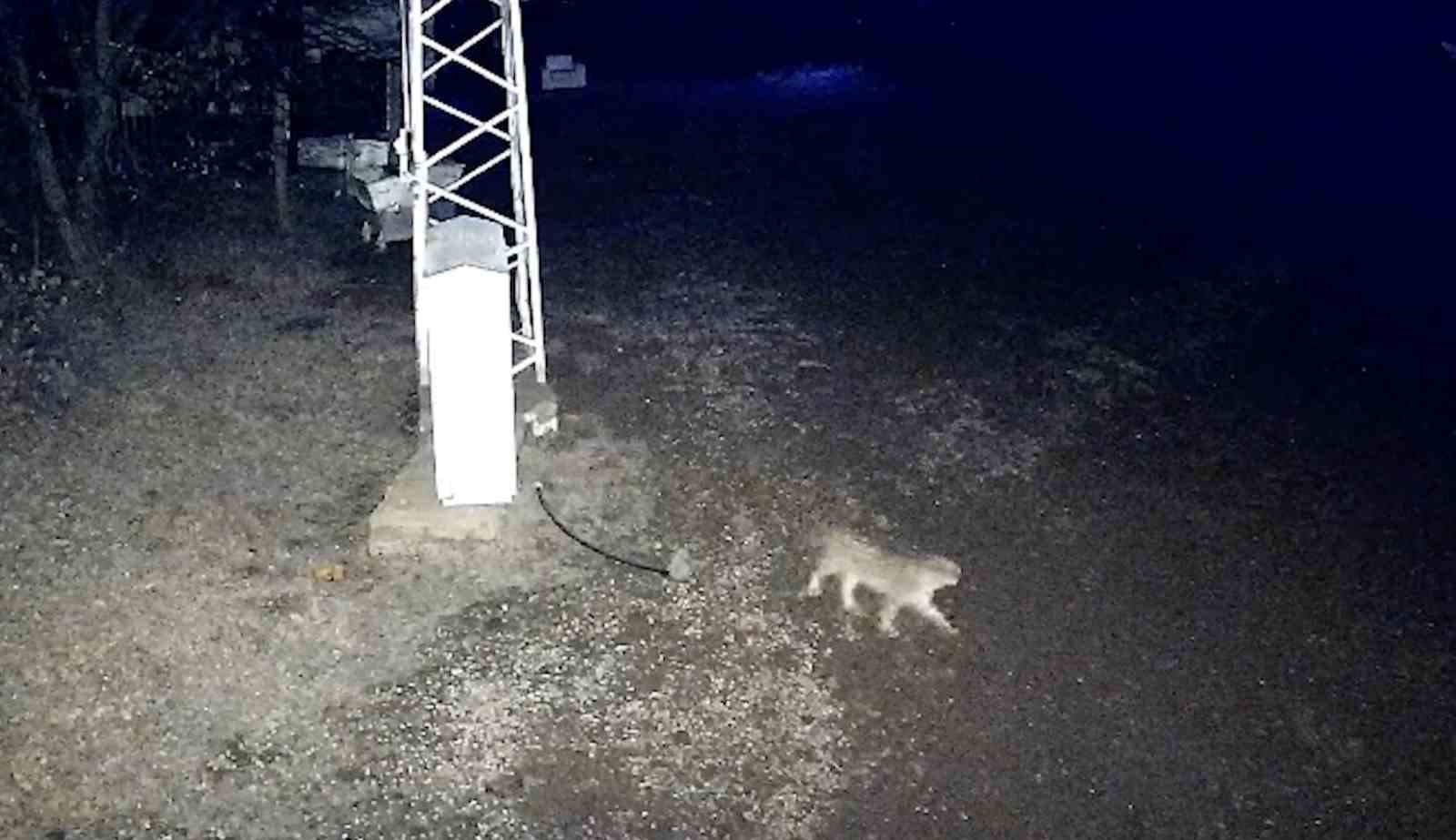İl&ccedil;e merkezine inen vaşak kamerada
