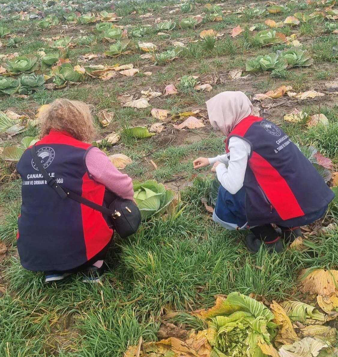 &Ccedil;anakkale&rsquo;de kışlık sebzelerde hastalık, zararlı ve yabancı ot s&uuml;rveyleri ger&ccedil;ekleştirildi
