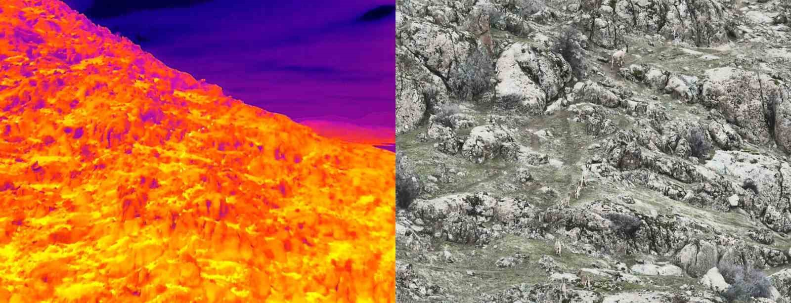 Dağ keçileri termal dron ile görüntülendi