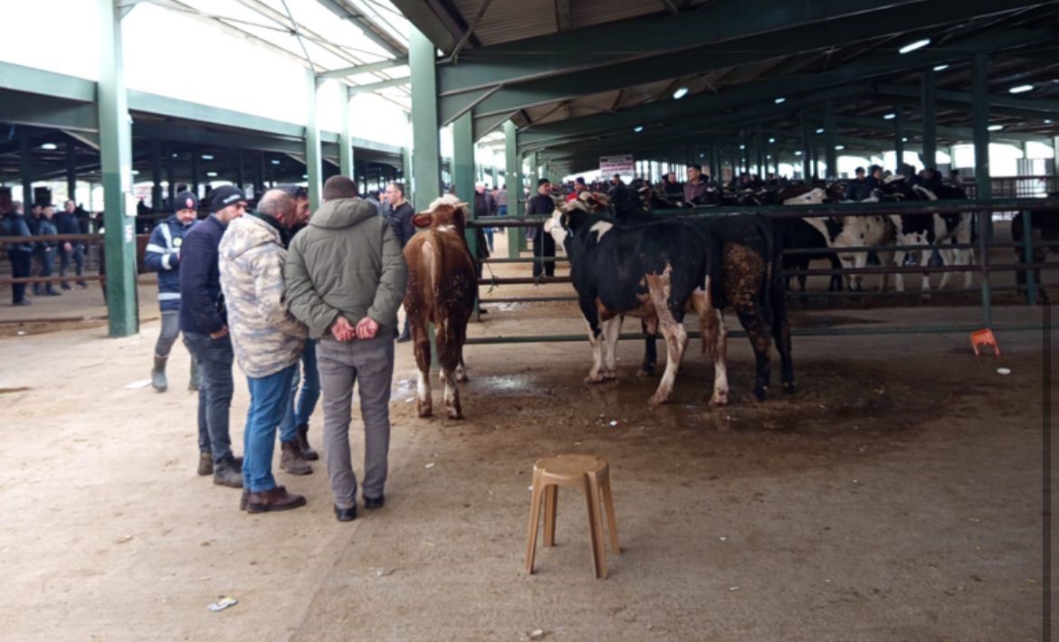 Tavşanlı hayvan pazasında Kurban Bayramı &ouml;ncesi hareketlilik erken başladı
