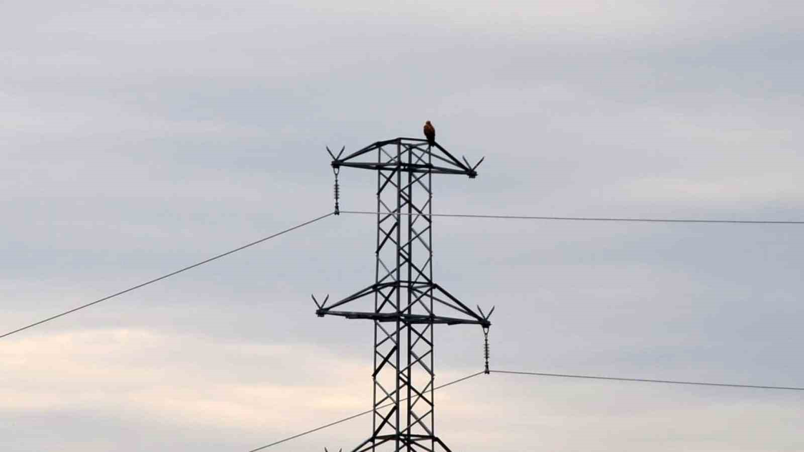 Iğdır&rsquo;da Kızıl Şahin g&ouml;r&uuml;nt&uuml;lendi
