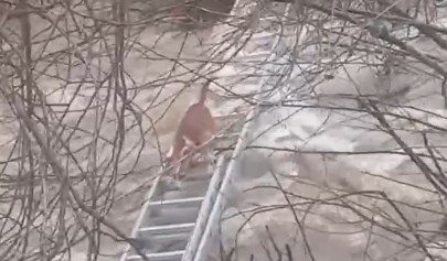 Turgutlu’da derede mahsur kalan köpek kurtarıldı