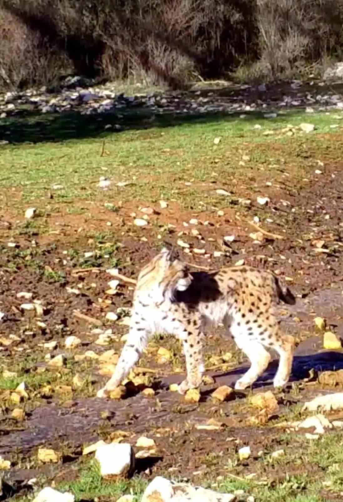 Antalya&rsquo;da yaban hayatı fotokapanlara yansıdı
