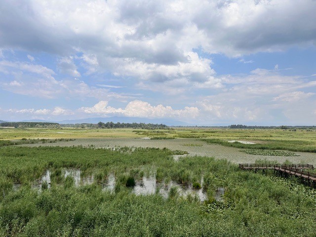 Su bitkileri ile doğal arıtma