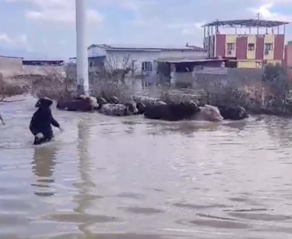 Selde mahsur kalan inekler boğulmaktan kurtarıldı
