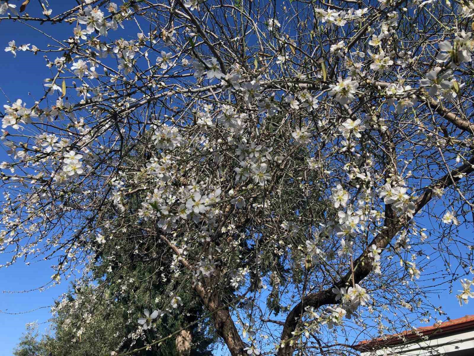 Dat&ccedil;a &lsquo;Badem &Ccedil;i&ccedil;eği Festivali&rsquo; devam ediyor
