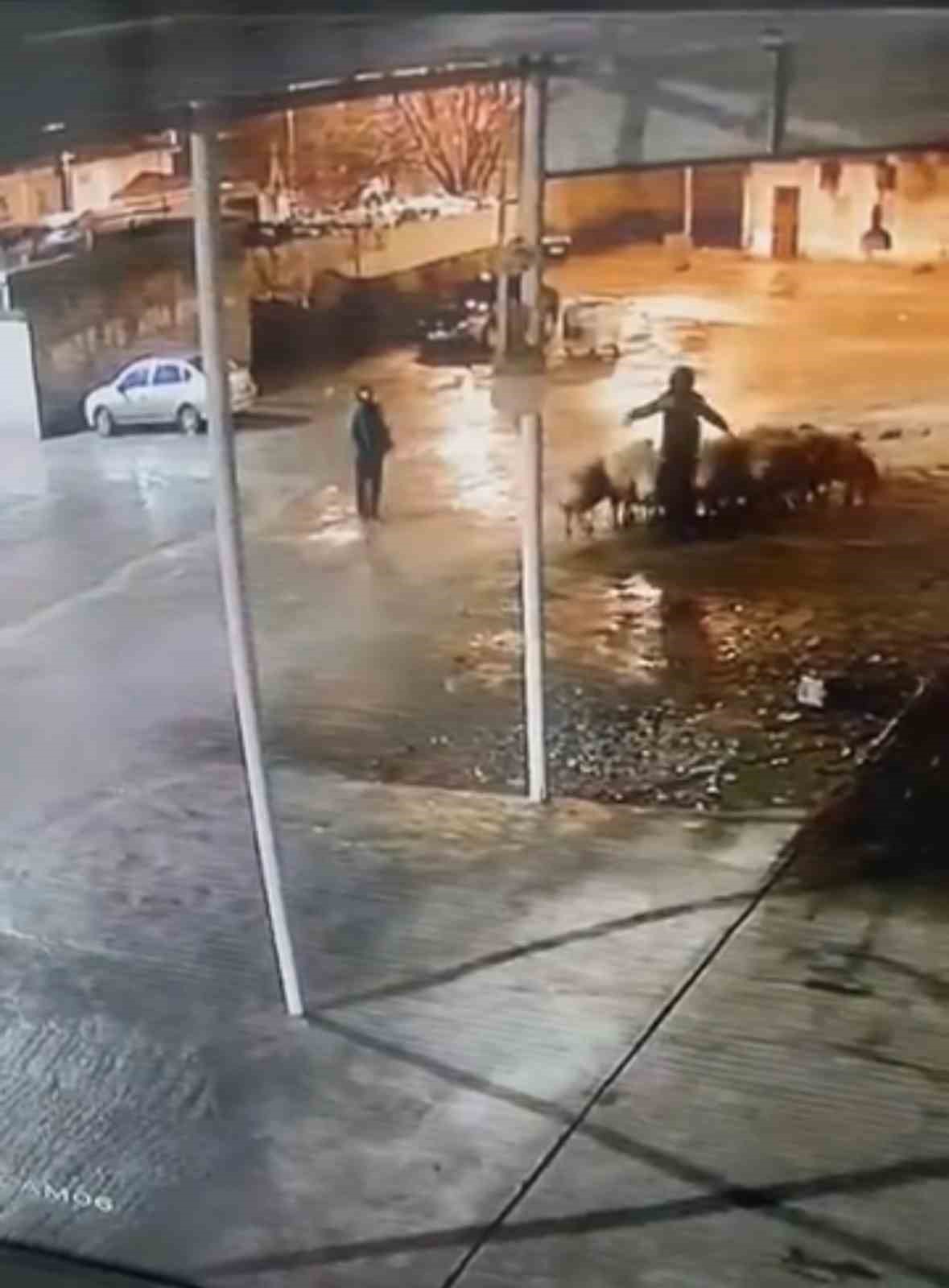 Siverek&rsquo;te 19 koyun &ccedil;alındı: Hırsızlık anı kamerada
