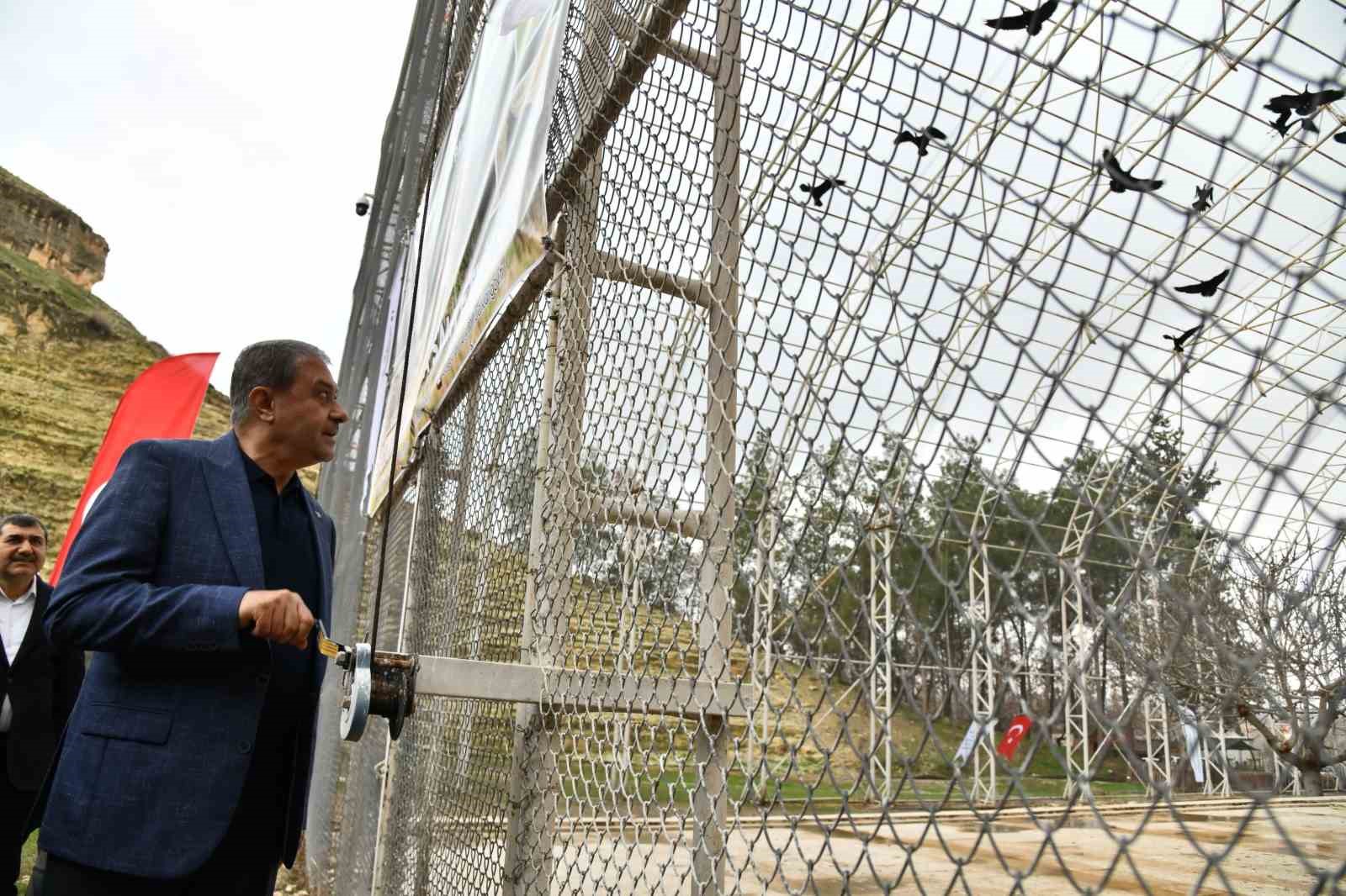 Kelaynaklar doğaya salındı