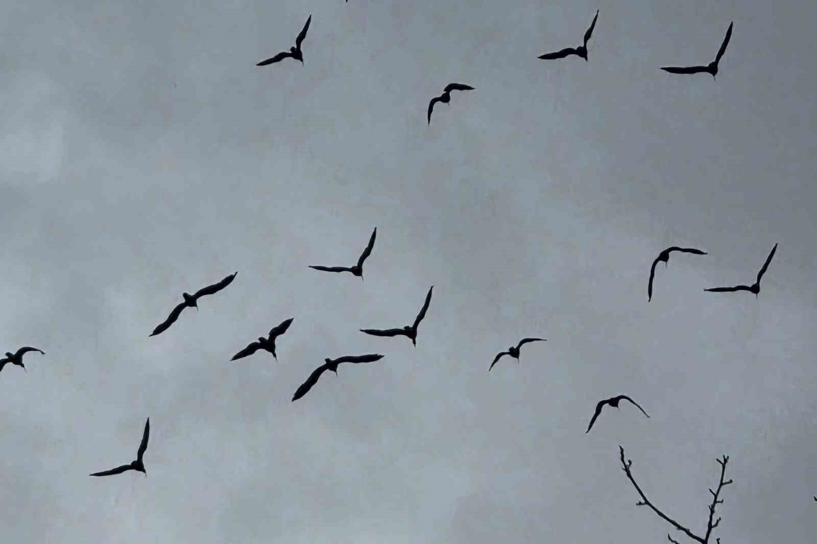 Kelaynaklar doğaya salındı
