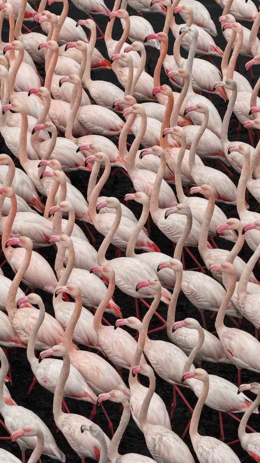 İzmit K&ouml;rfezi&rsquo;nde allı turna g&uuml;zelliği
