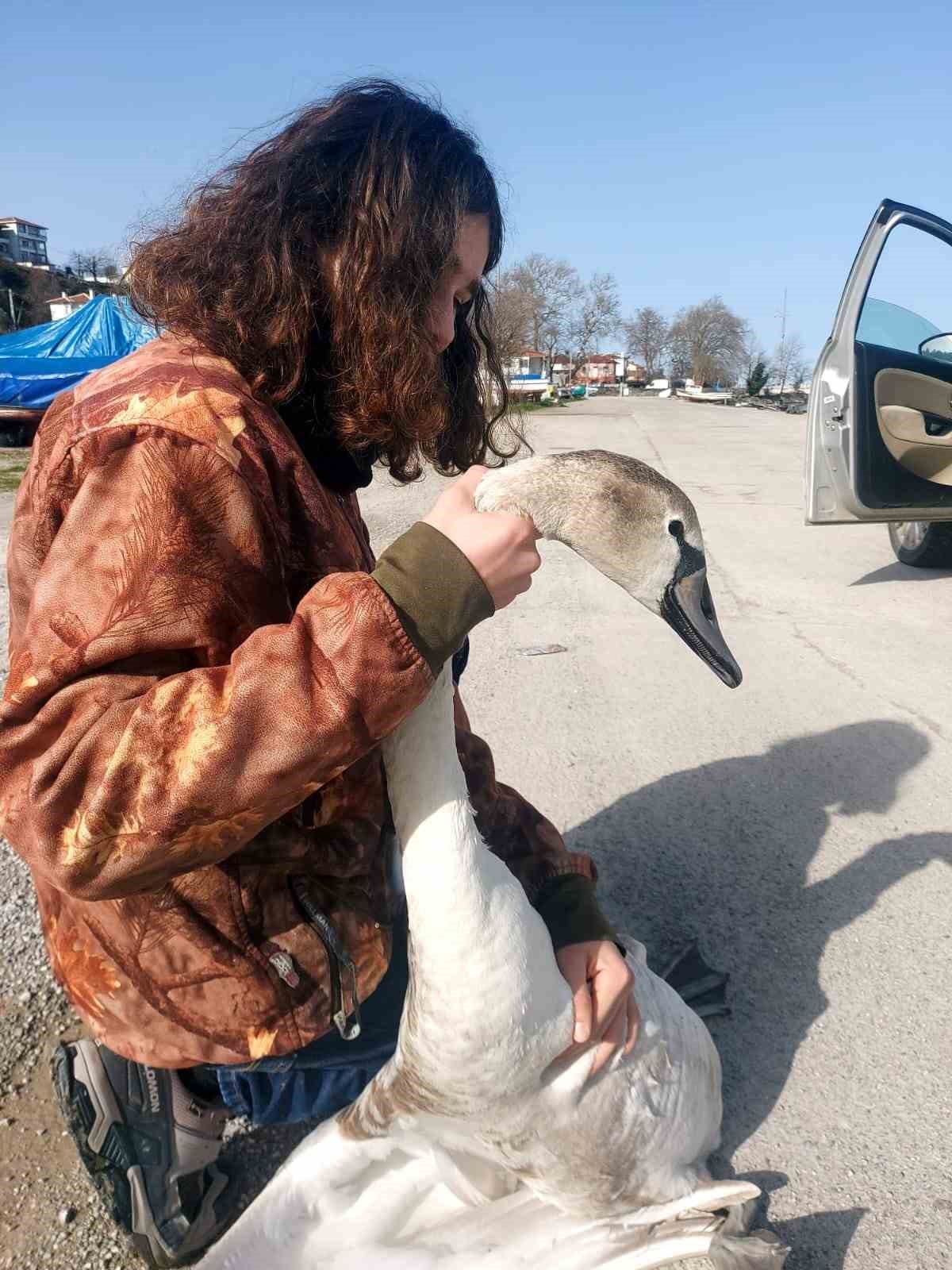 Vatandaşların bulduğu yaralı kuğu tedavi altına alındı