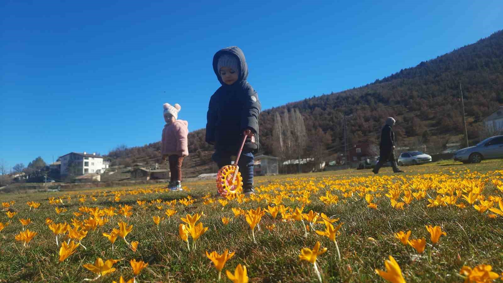 Çiğdemlerin açtığı Bartlı Yaylası’nda görsel şölen