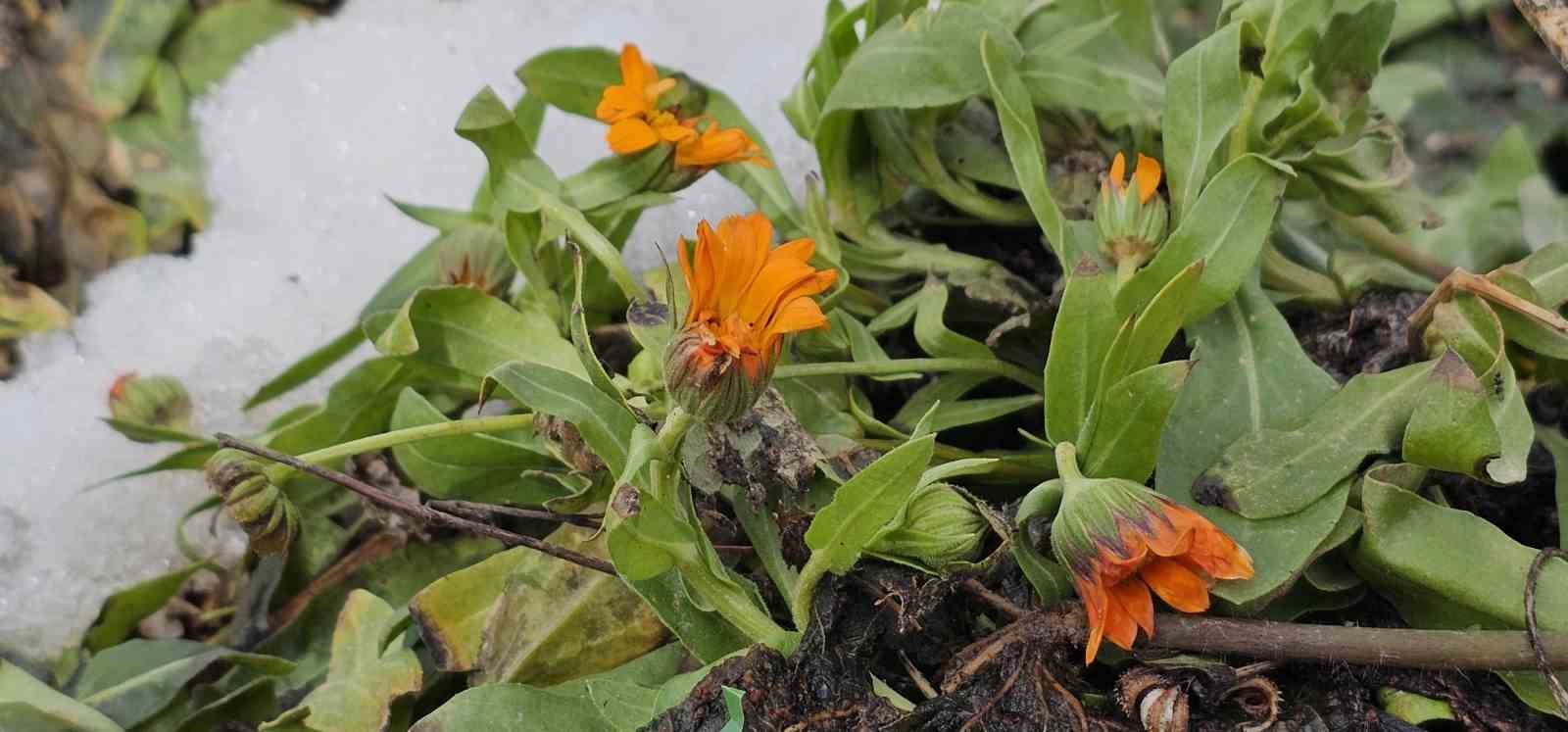 Karın başkenti Bitlis&rsquo;te şubat s&uuml;rprizi: &Ccedil;i&ccedil;ekler karlar arasında a&ccedil;tı
