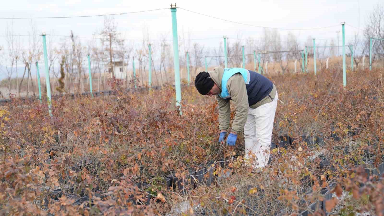 Battalgazi’de yeşil alanlarda kapsamlı çalışma