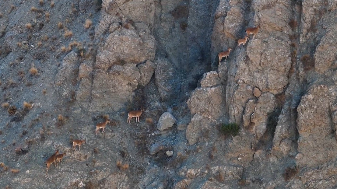Munzur’un sarp kayalıklarında yaban keçileri