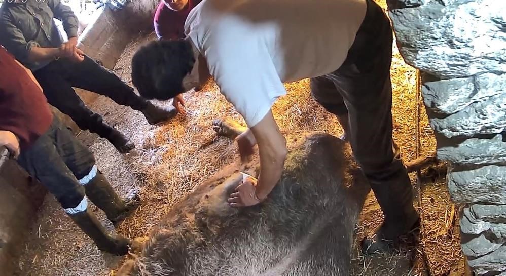 Doğum yapmakta zorlanan ineği sezaryen yapan S.T.&rsquo;den a&ccedil;ıklama: &Ccedil;ağırdılar insanlık namına yardımcı oldum
