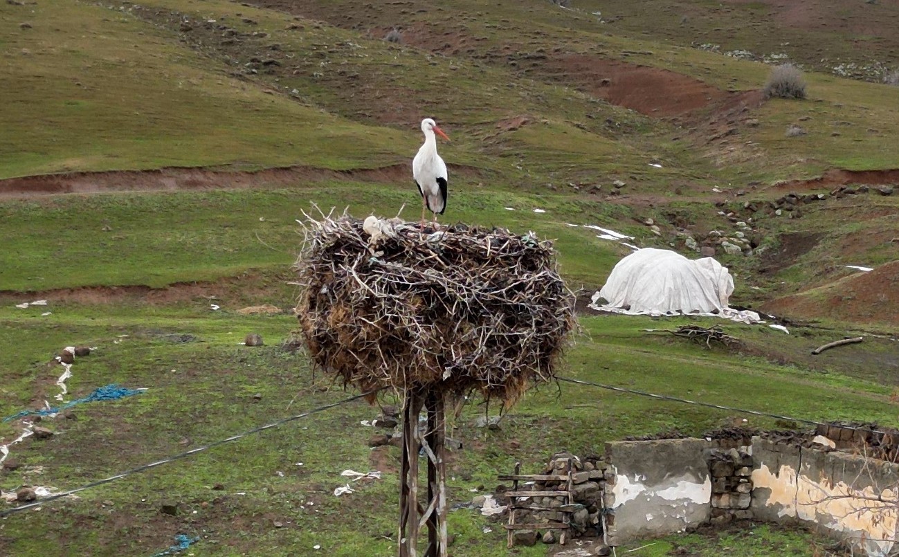 Budaklı köyünde göç etmeyen leylek yıllardır aynı yuvada