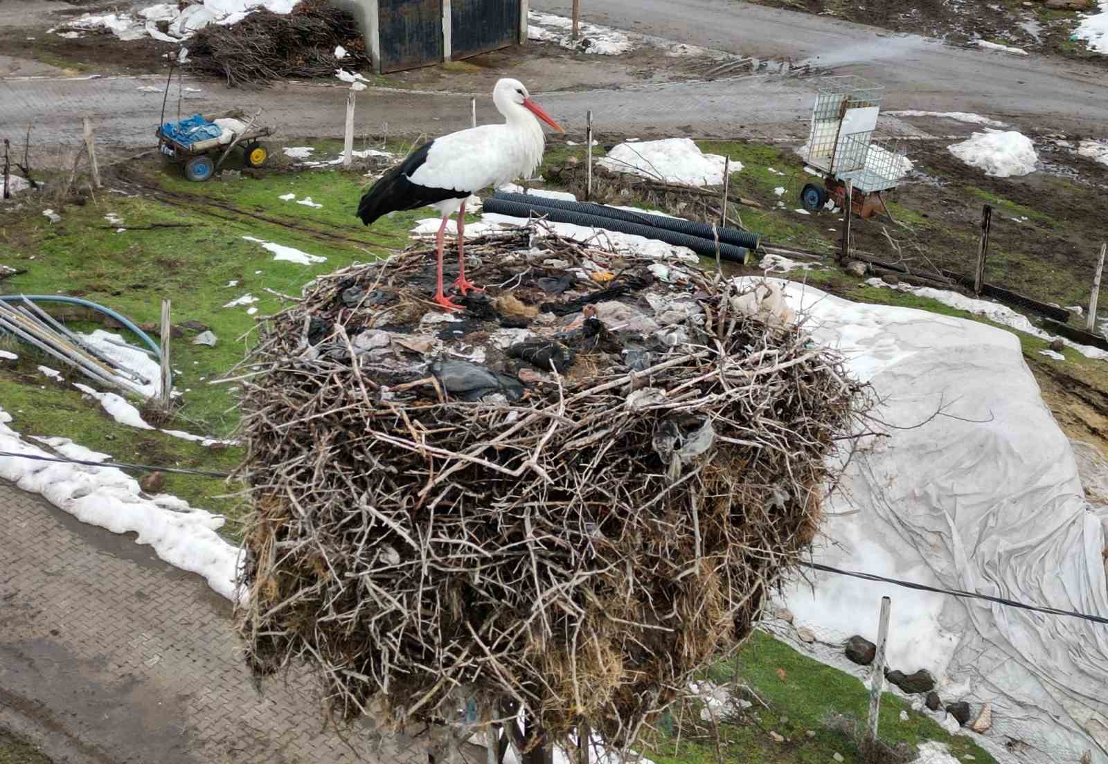 Budaklı k&ouml;y&uuml;nde g&ouml;&ccedil; etmeyen leylek yıllardır aynı yuvada
