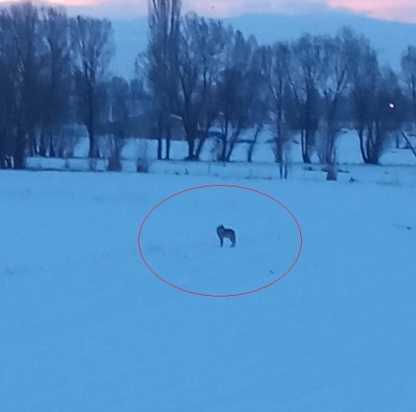 Bayburt’un Arpalı beldesinde 3 kurt görüldü