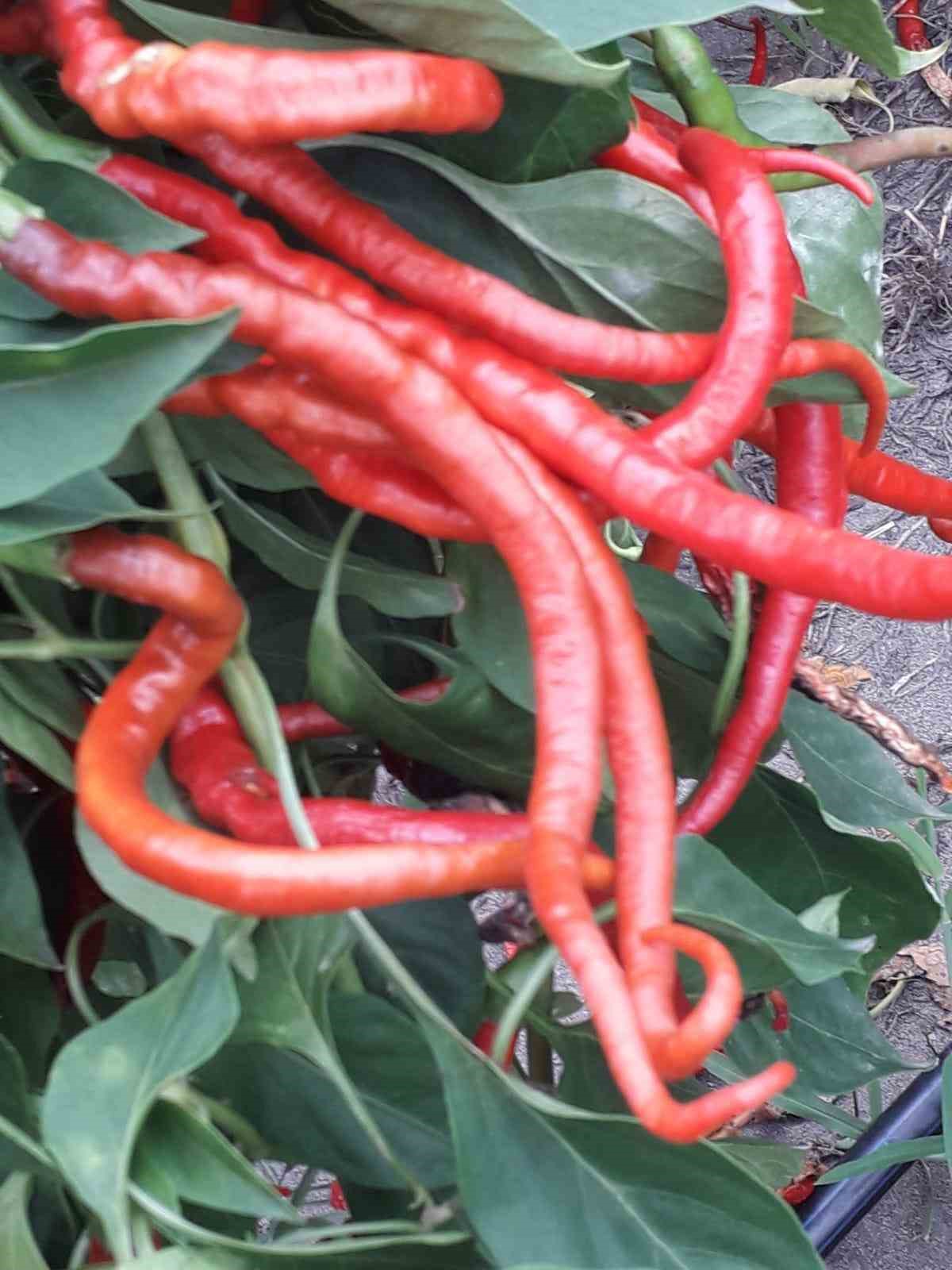 &Ccedil;arşamba&rsquo;nın tescilli lezzeti &rsquo;biber tuzu&rsquo; sofraları s&uuml;sl&uuml;yor
