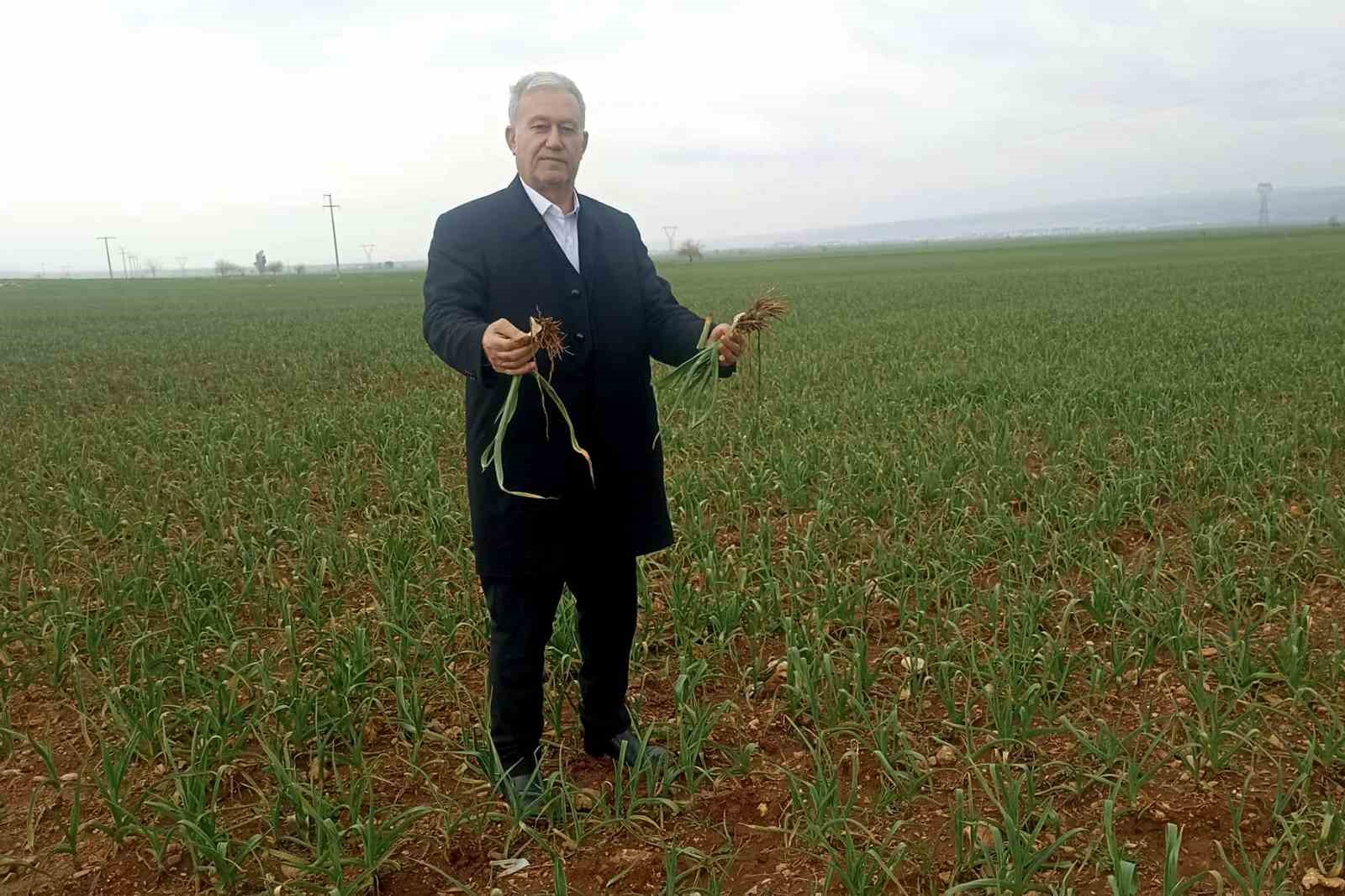 Altun, "Yağışlar AB Tescilli Araban Sarımsağının kalite ve rekolteyi arttıracak"
