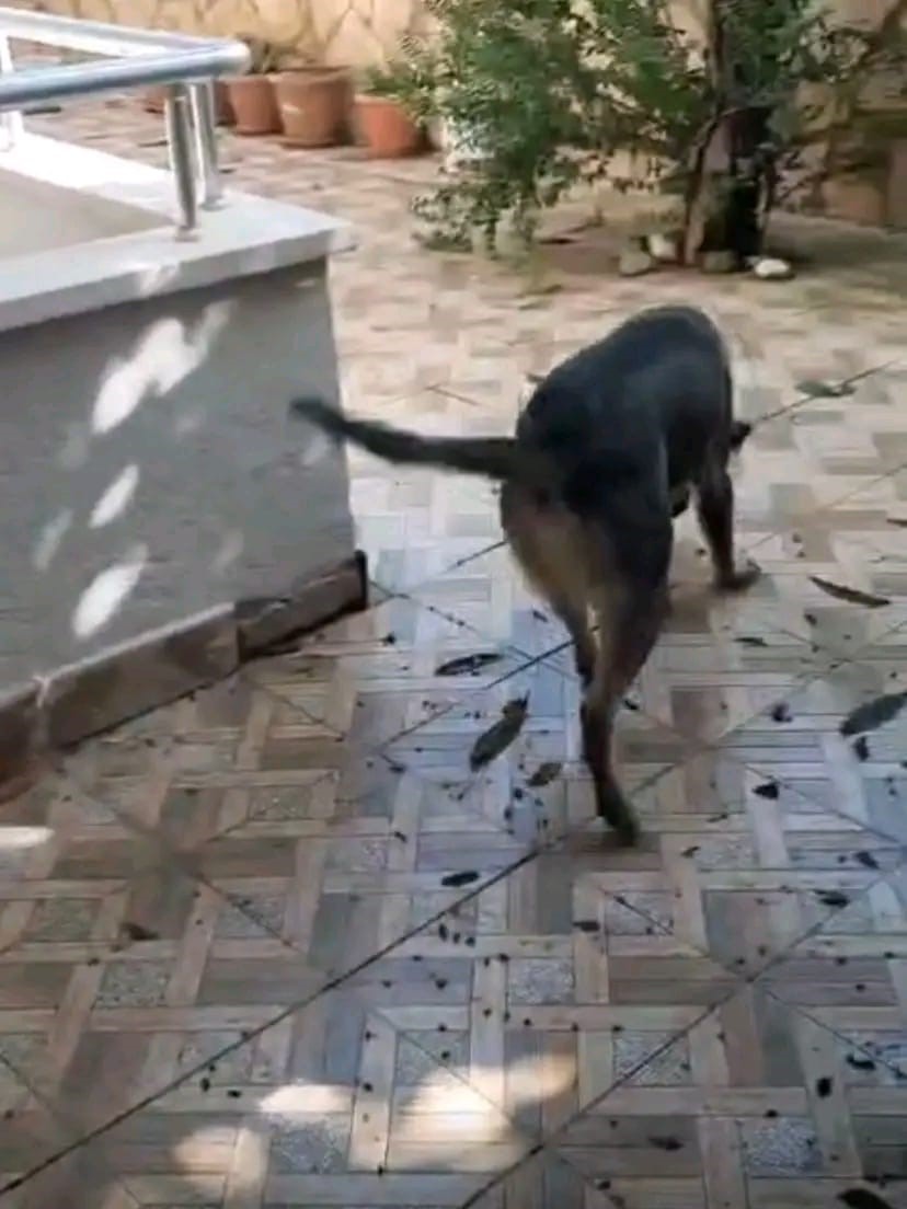 Hatay’da havalandırma boşluğuna düşen köpek kurtarıldı