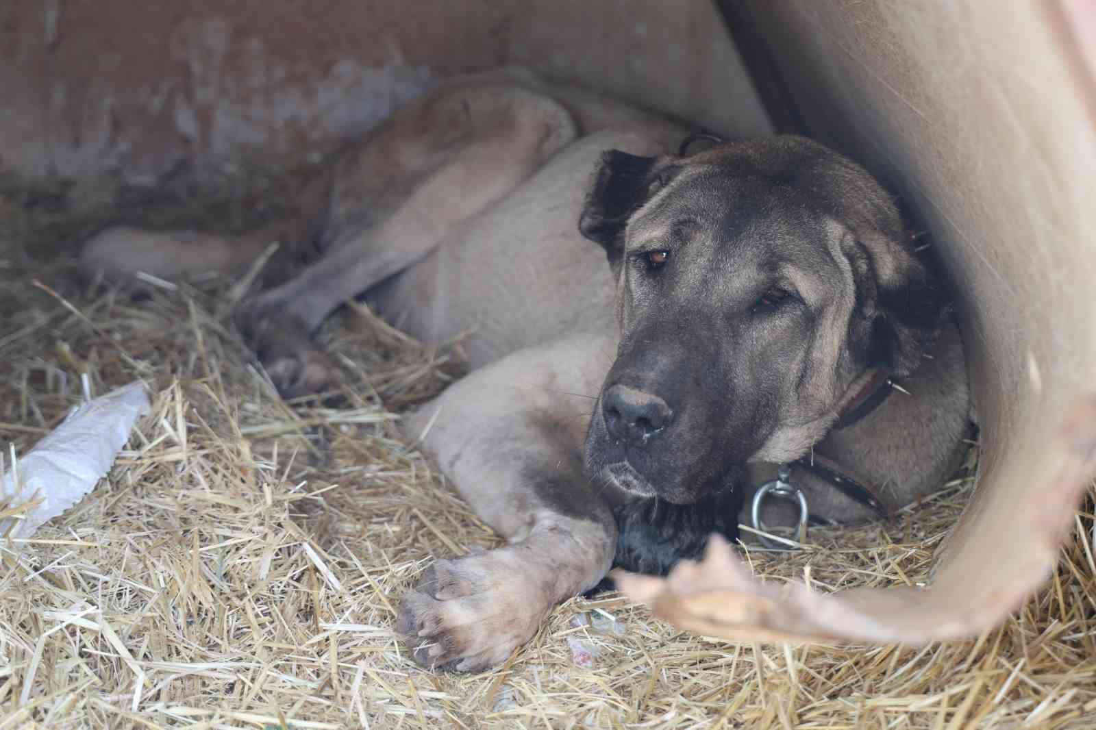 Sivas&rsquo;ın d&uuml;nyaca &uuml;nl&uuml; marka değeri Anadolu Aslanları su altında kaldı
