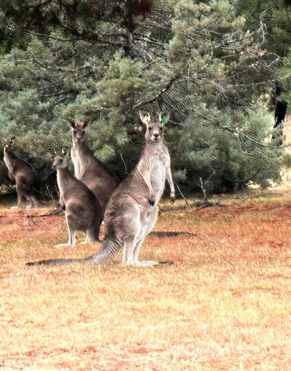Avustralya-Türkiye dostluğunun en sevimli sembolü: "Geli"