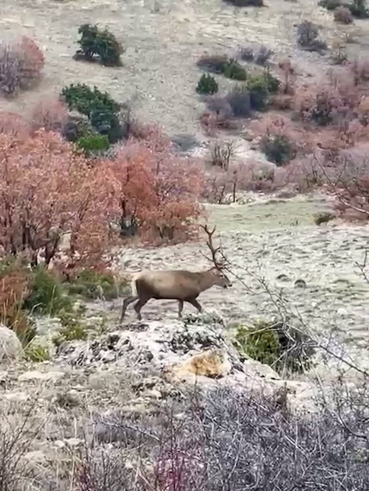 Bolu&rsquo;da koruma altındaki kızıl geyikler g&ouml;r&uuml;nt&uuml;lendi

