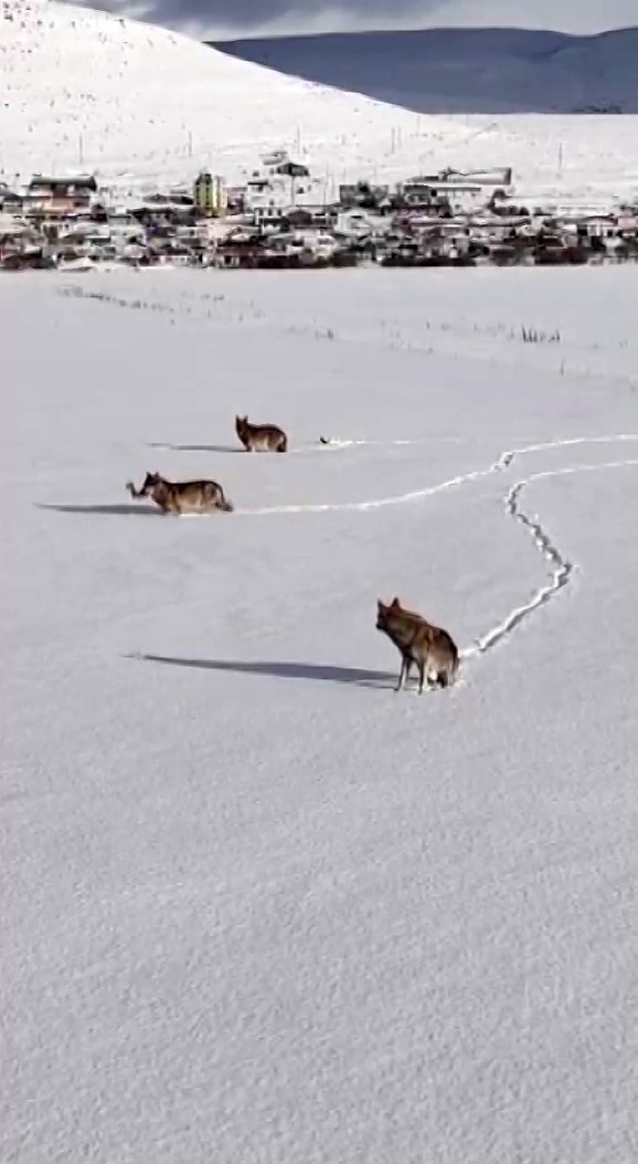 Kurtlar karlı arazide ağzında kemikle g&ouml;r&uuml;nt&uuml;lendi
