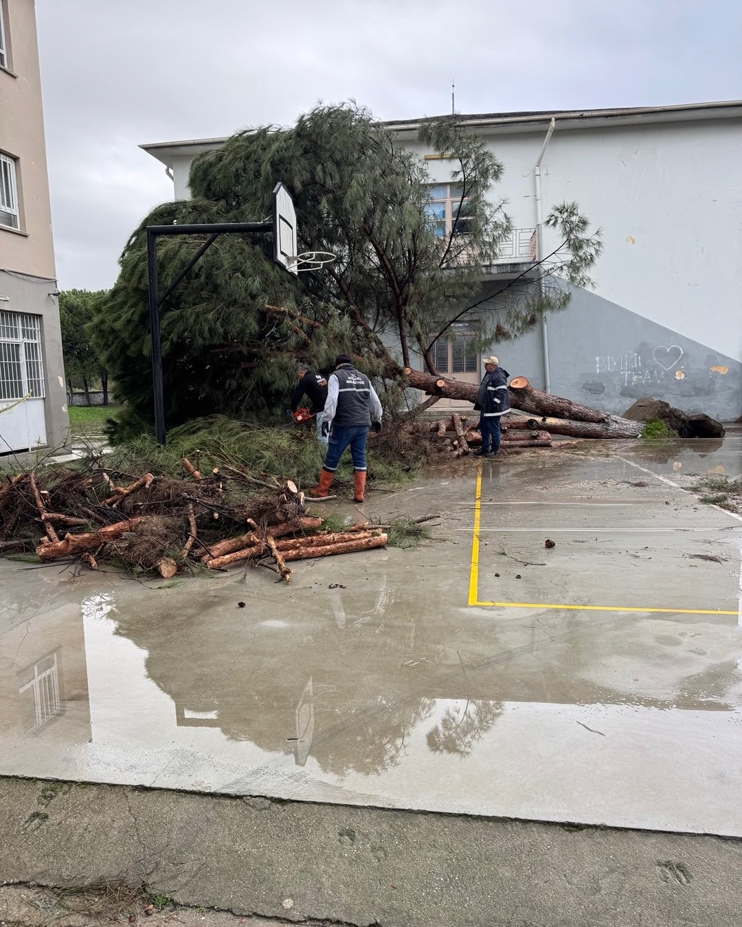 Okul bahçesindeki çam ağaçları kuvvetli rüzgara dayanamadı