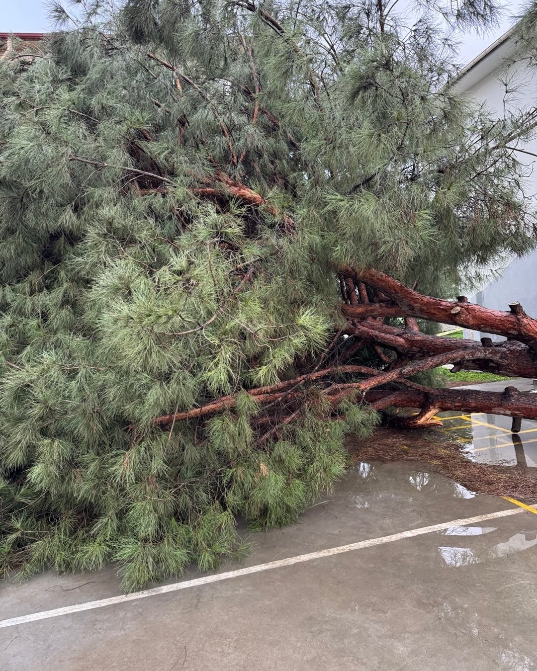 Okul bah&ccedil;esindeki &ccedil;am ağa&ccedil;ları kuvvetli r&uuml;zgara dayanamadı
