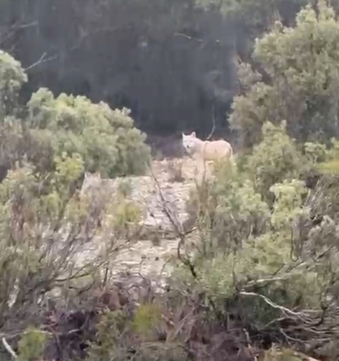 Menteşe&rsquo;de kurtlar cep telefonu kamerasına yansıdı
