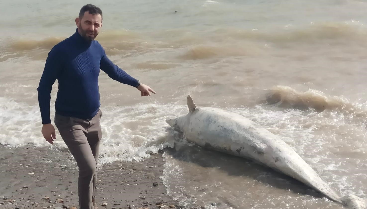Ayvacık sahiline &ouml;l&uuml; yunus balığı vurdu

