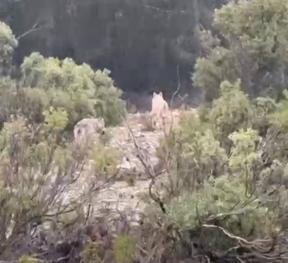 Menteşe’de kurtlar cep telefonu kamerasına yansıdı