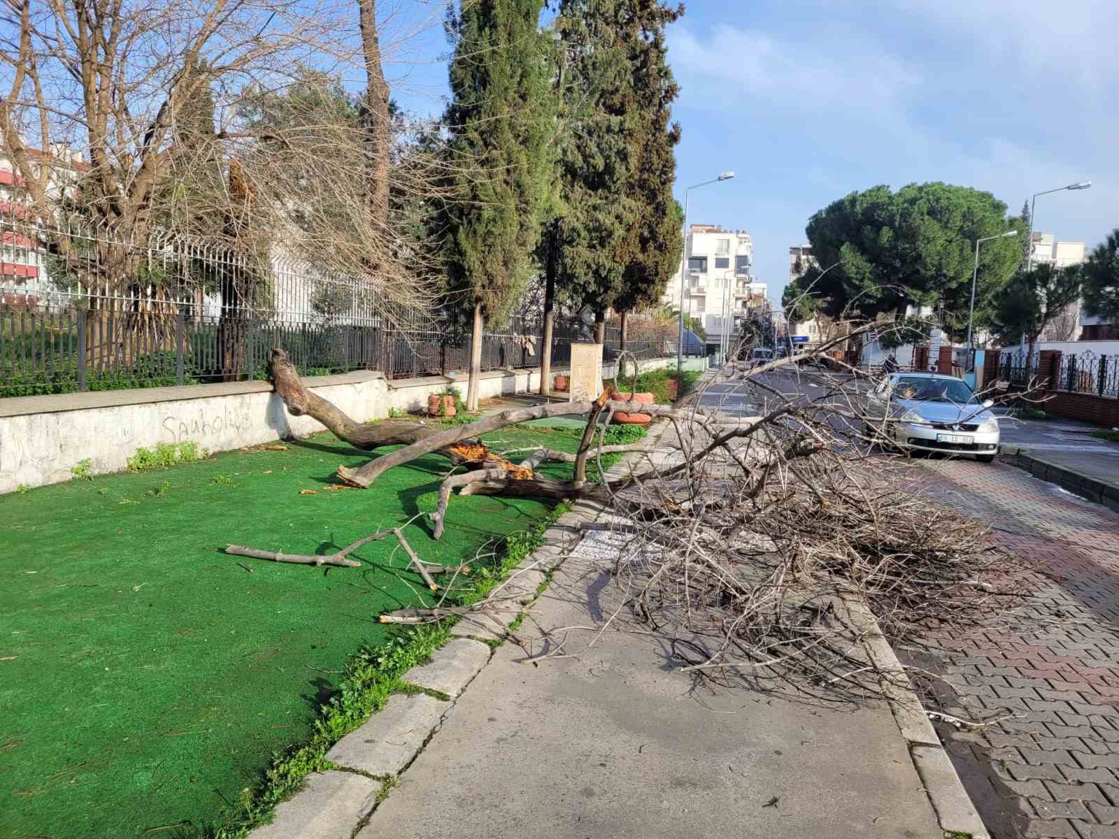 &Ccedil;&uuml;r&uuml;yen ağa&ccedil; yola devrildi, facia ucuz atlatıldı

