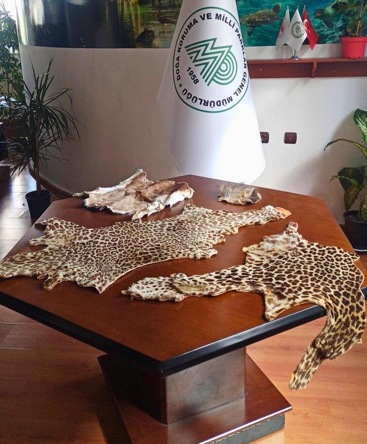 &Ccedil;ukurova Uluslararası Havalimanı&rsquo;nda leopar postu ve baykuş g&ouml;z&uuml; ele ge&ccedil;irildi
