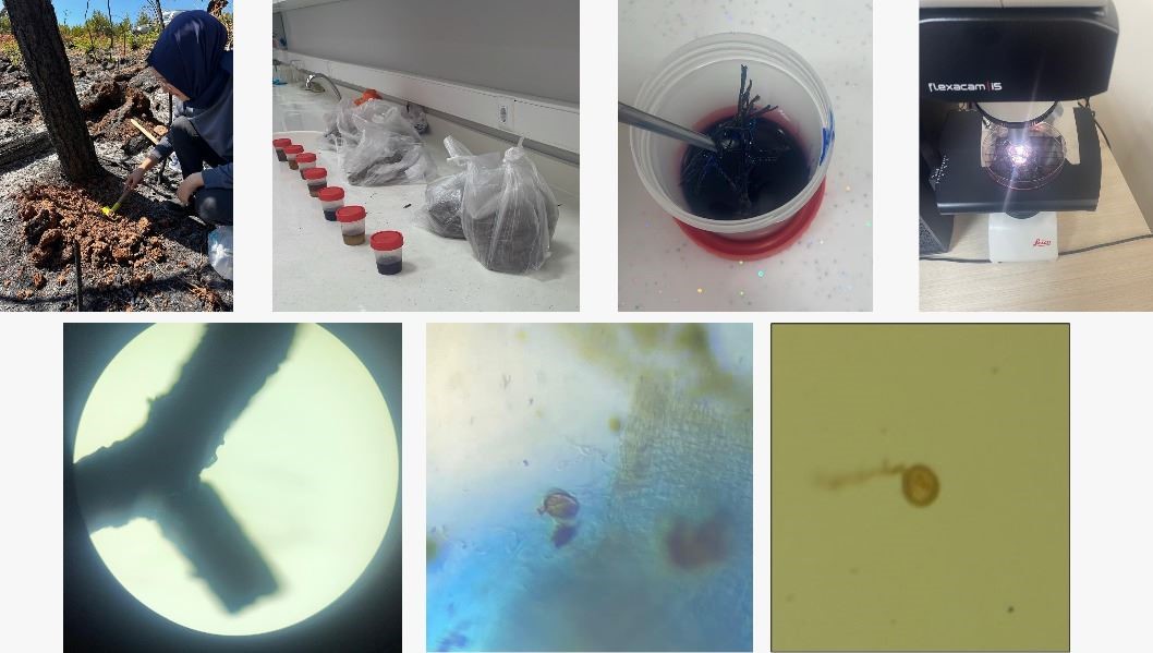 KB&Uuml; yangın sonrası ekolojik s&uuml;reci araştıracak
