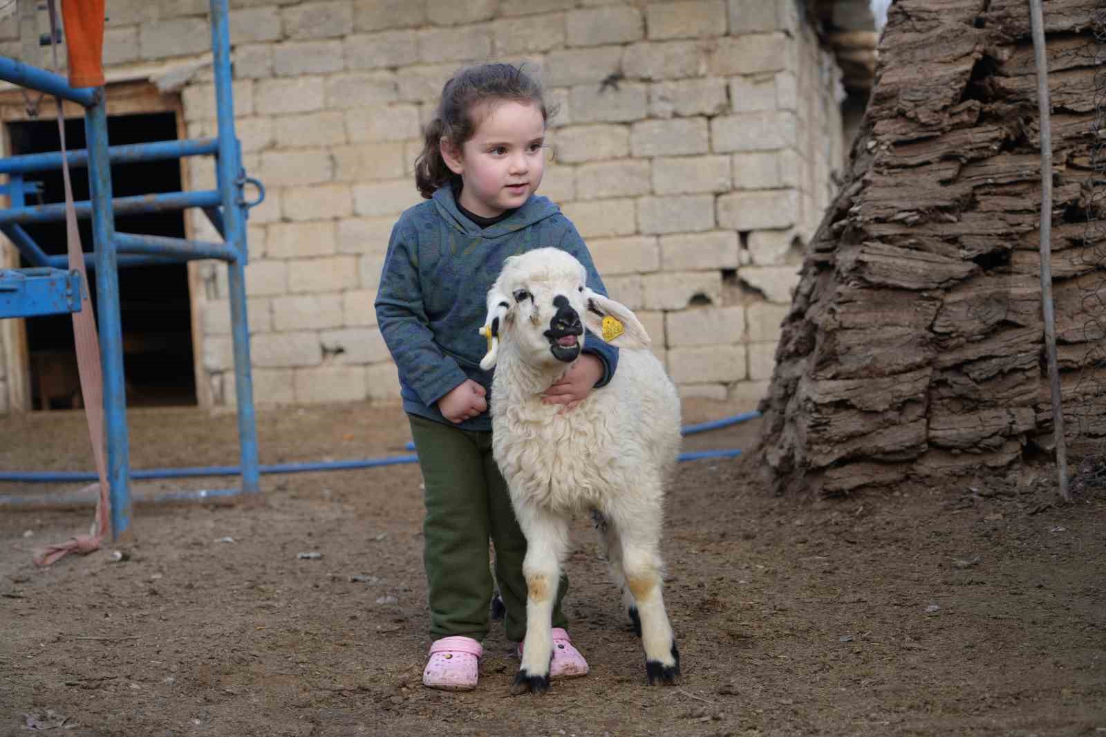 Muş’ta hayvan sayısı 1,4 milyonu aştı: 650 bin kuzu ve oğlak doğumu bekleniyor